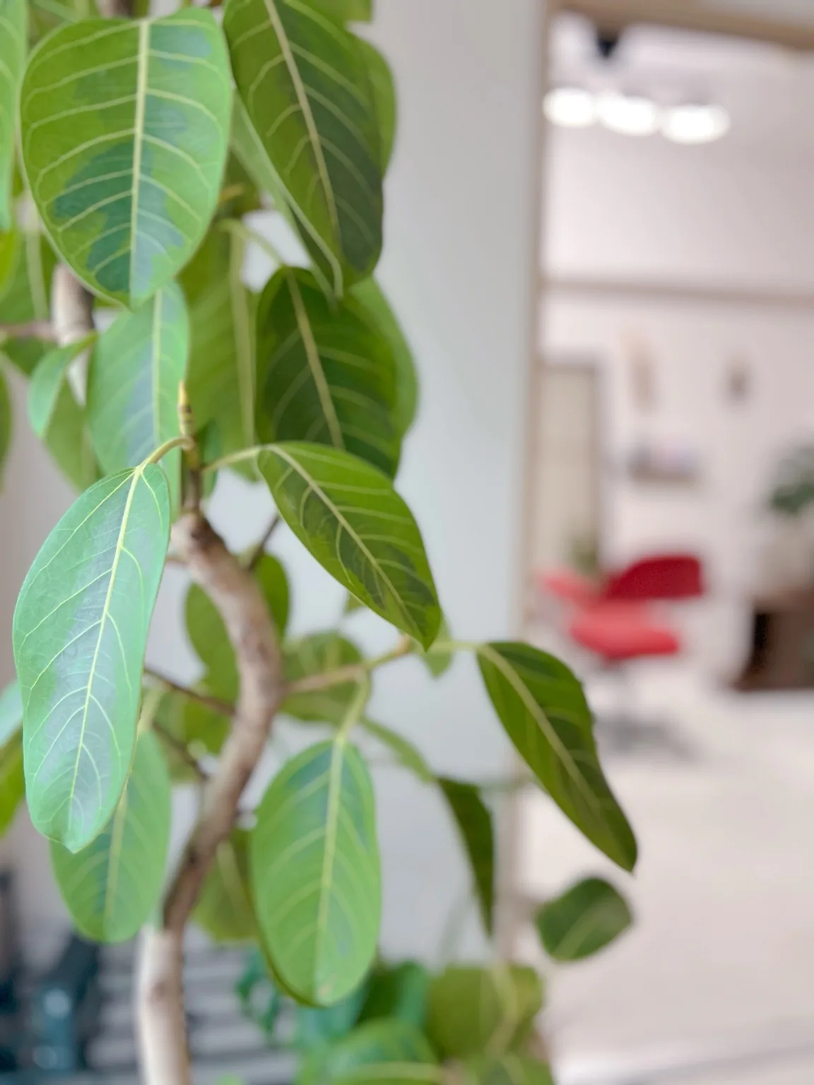 観葉植物のあるHair Salon Valerieの店内