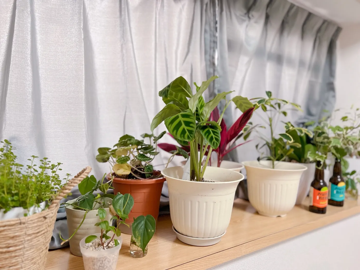 窓辺に並ぶ観葉植物